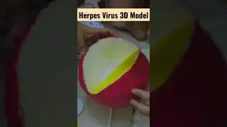 HERPES VIRUS 3D MODEL | Microbiology | MBBS 2nd Proff | #shorts #mbbs #model #3d #virus #vir&uuml;s