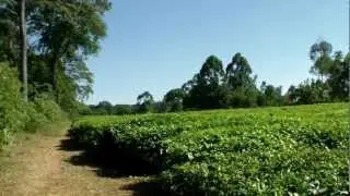 Tea plantage as a protected area border in Kakamega Forest