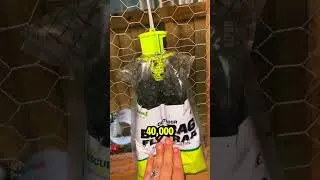 The Fly Trap That Can Catch 40,000 Flies in One Go 🪰