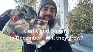 Planting Onions and Garlic in December- Join Me