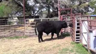 98 Black Simmy Bull