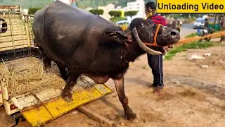 Buffalo Unloading Video on Truck | Mini Buffalo Purchased ❤️ | Best Milking Breed | Buffalo Video