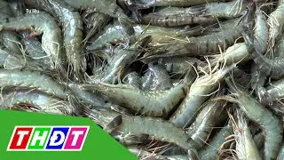 Gi&aacute; hải sản ở C&agrave; Mau giảm mạnh | THDT
