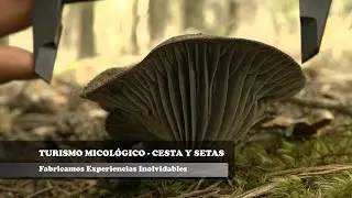 Micoturismo Cesta y Setas - Turismo Micol&oacute;gico - Setas y Naturaleza