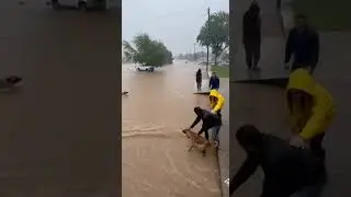 Dog Heroically Saves Cat from Raging Flood Waters #HeroDog #AnimalRescue #HeartwarmingMoment