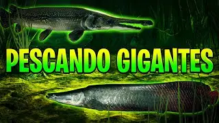 PESCARIA DOS GIGANTES PIRARUCU E PEIXE JACARÉ - ULTIMATE FISHING SIMULATOR GAMEPLAY PT-BR