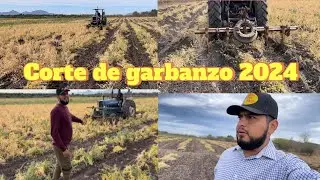 Corte de garbanzo 2024, a si se gana la vida la gente en el rancho(El nonio)