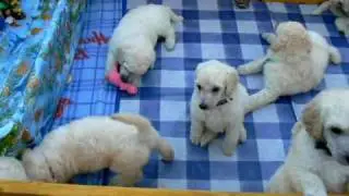 Poodle white standard puppies