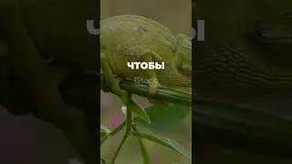 10 Удивительных Фактов о Цветах Животных #факты #история #top #facts #history #наука
