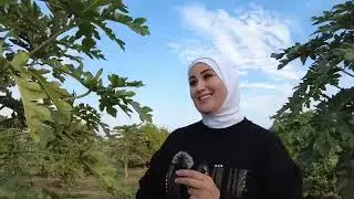 فاكهة البابايا في الاغوار    مع زيد العقايله و عائشة ابوصقر   رؤية وتنفيذ  المخرج جمعه الصمادي 