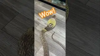 Naja naja (Spectacled Cobra)!