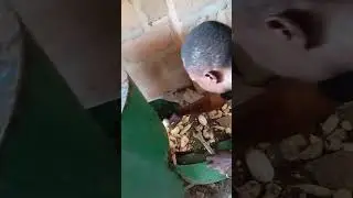 Text running cassava peeling machine made by o.g welding and fabrication engineering company 
