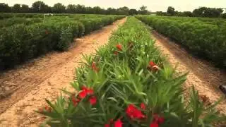 Nerium Reviews The Field of Life Nerium Oleander Joel Curtis