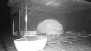 Hedgehog Street: Hog Shaking Off The Rain