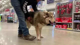 Best Dog Training Toledo, Ohio! 6 Month Old Native American Indian Dog, Kaito!