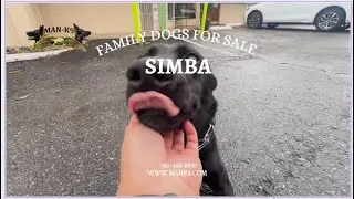 MAN-K9 DOGS FOR SALE: Simba - The Female Belgian Malinois Fun Family Pup!