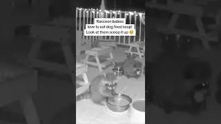I could watch their tiny little hands scoop up their dog food soup forever! They're so precious 🥹#