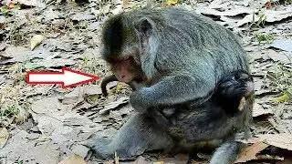 Million Sad! Merry Angry Bite Tail & Fight Baby Maci - Maci Cry Loudly - Why Merry Angry Maci?