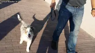 Socialisatie op straat - Puppy Cursus Hondenspecialist Arnoud Busscher