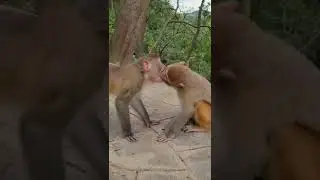 monkey funny video | monkey kiss 💋| love WhatsApp status video | funny video | instagram reels viral