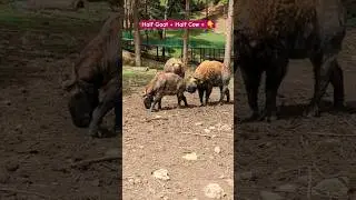 Did you know!? 'TAKIN' is Bhutan's National animal! #shorts #bhutan #bhutantravel #travel #animals