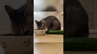 Cat's Cucumber Prank
