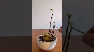 Braided Avocado Plant With 4 Shoots (Unusual Avocado)