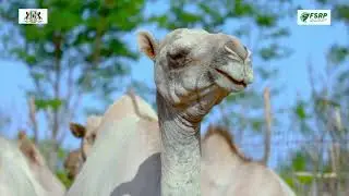 Livestock Treatment Campaign in Puntland.