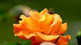Spring Fields & Classical Beauty - Mozart KV 525 | Eine Kleine Nachtmusik (Allegro)