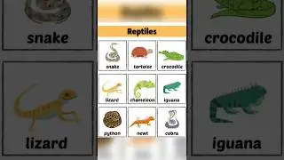 10 Most Important Reptiles Name In English And Hindi #Reptilesname #Crawlinganimals #Names #English