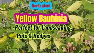 Bauhinia tomentosa,Bell Bauhinia, Yellow Bauhinia, Yellow bell orchid tree 