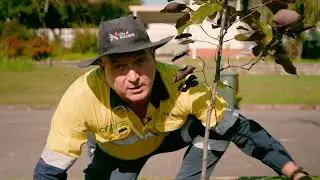 Street Trees | City of Newcastle