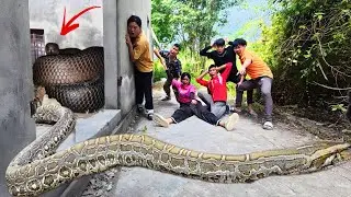 Brave Experts Rescue Ethnic Girl Attacked By Anaconda In Abandoned House