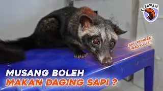 APAKAH DAGING SAPI MEMBUAT MUSANG JADI GEMUK ? #SAWAN