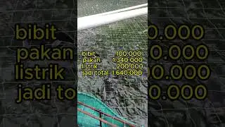 Apakah budidaya ikan nila menguntungkan ?