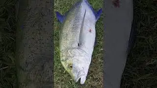 Next goal! Video uploaded on my channel!  caught good size trevally🐟🎣😉 #fishing