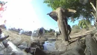 A Memory of Elephants at Kanga Camp