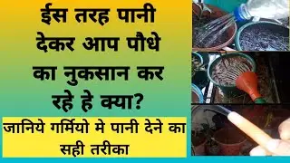 गर्मियोमे पौधो को पानी देने का सही तरिका | watering in summer | How to water in plant | Ujjwala's