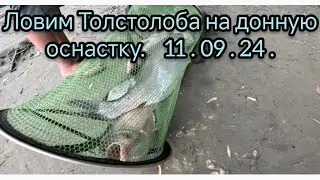 Ловим Толстолоба на донную оснастку 11.09.24