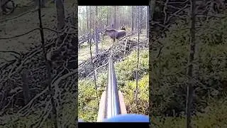 moose hunting at very close range of not shouting #deerhunting #choose