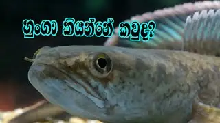 Did you know who Hunga is? / hunga maluwa/ sinhala video