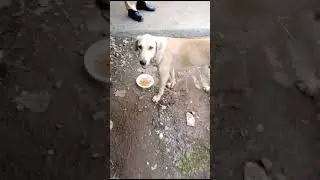 #careforanimals #savestreetanimals #animallover #streetdogs #hungrydog #protectanimals