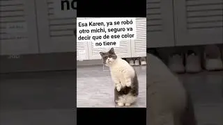 KAREN por qu&eacute; te robaste al Michi 😅😂🤣 #mascotas #travesuras #cats #mascotas #comedy #bromas #gatitos