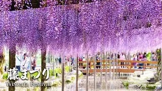 【Wisteria Festival】 The best time to see the wisteria flowers is coming. ～今年一番の藤の見頃がやってくる～