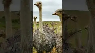 Tiermythen Teil 4: Strau&szlig;enkopf im Sand