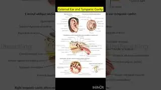 External Ear and Tympanic Cavity | Ear anatomy | human anatomy | Biology Diagram | @inditeaching