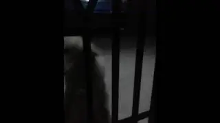 Slow Motion Bark