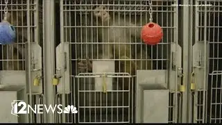 Monkey research facility in Mesa once again under investigation