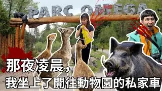Omega Park🇨🇦去動物園千萬不要XOXO！車被野豬撞爆🐽？！加拿大超人氣野生動物園＋Ottawa 渥太華Vlog⚡美食荒島渥太華竟找到好吃的🏝️