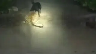 #Leopard attacks dogs In India, Captured in Ctv 2020 Latest Video (Leopard attacks in India #Shorts